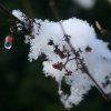 2010 Neige sur Callicarpa.Gerard Huet